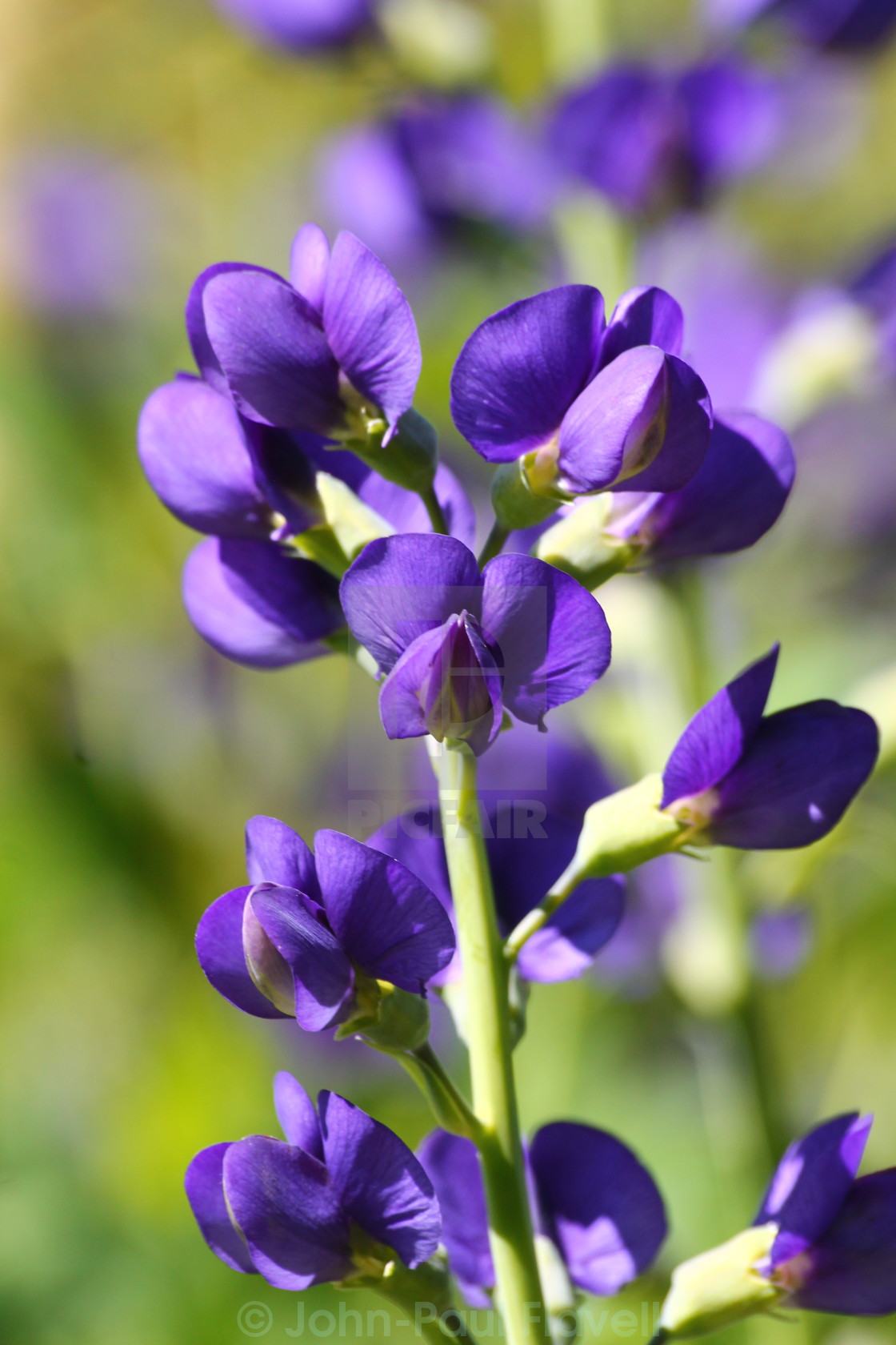 JohnPaul Flavell's photography portfolio. Licence, download or print